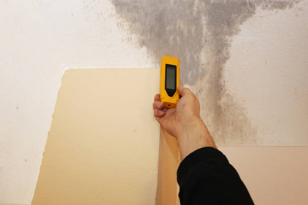 Best Industrial Mold Remediation  in Gypsum, CO