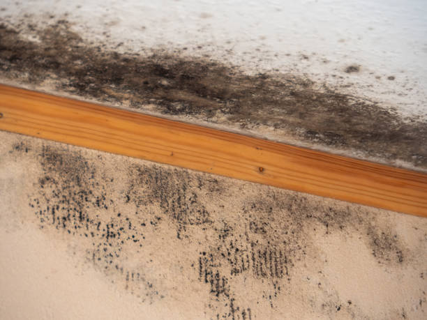 Best Basement Mold Removal  in Gypsum, CO